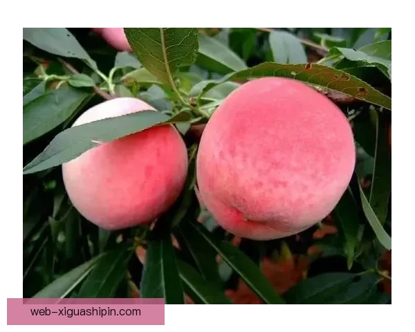 探索“www蜜桃视频”的无限可能：不止于视觉的精彩盛宴